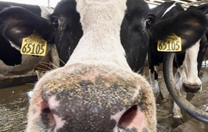 MVP Dairy Cow