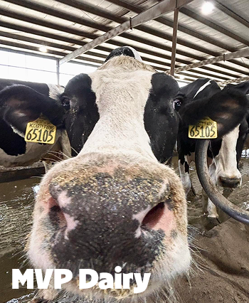 MVP Dairy ad with image of holstein cow