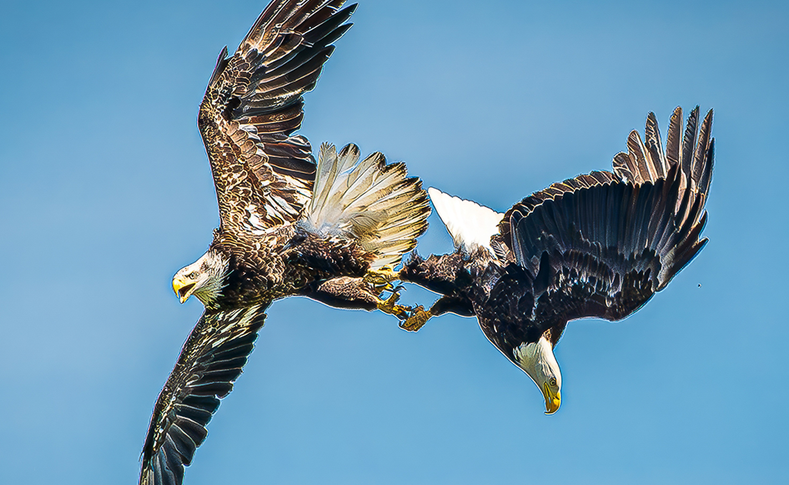 Two American Bald Eagles flying at Grand Lake St Marys in St Marys Ohio