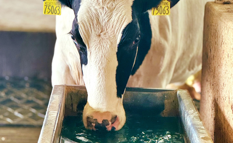 Holstein cow drinking water at MVP Dairy in Celina Ohio